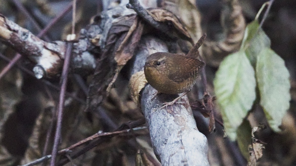 Pacific Wren - ML646552797