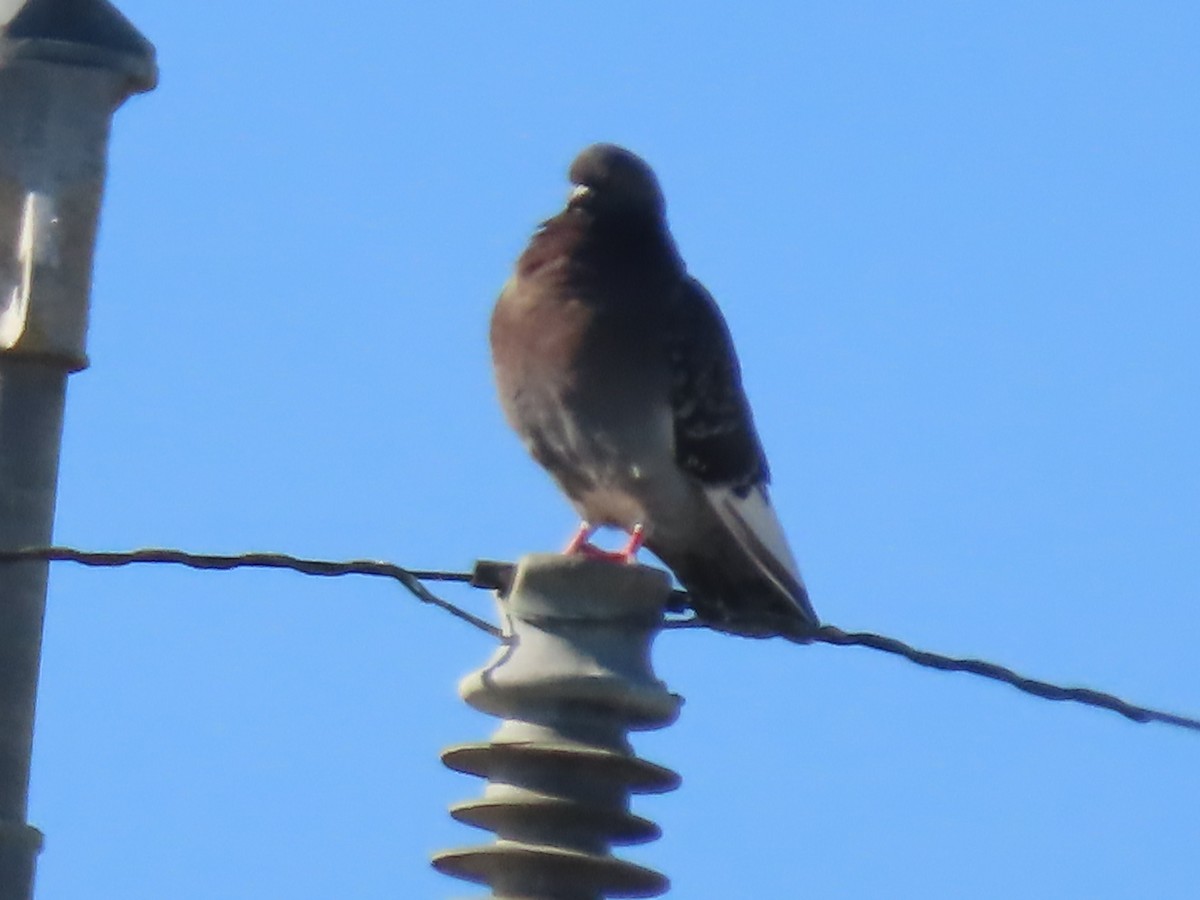 Rock Pigeon (Feral Pigeon) - ML646552799