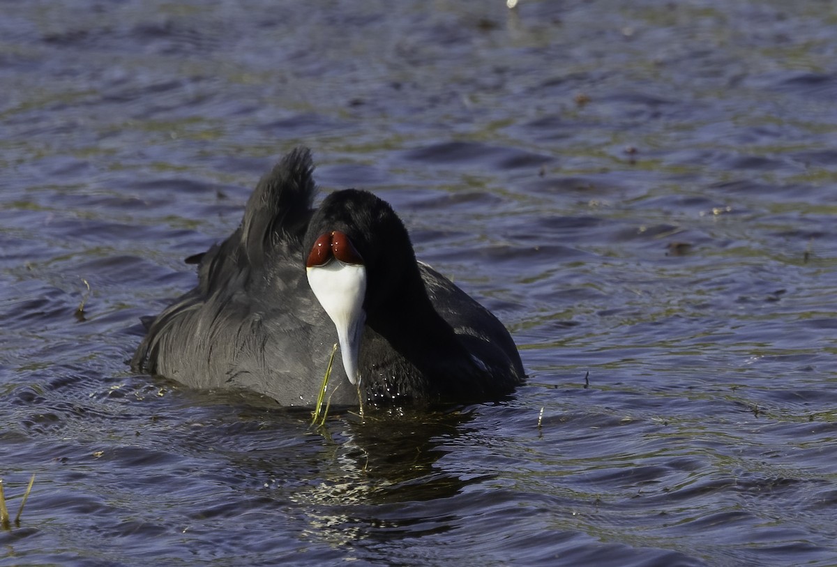 אגמית מצויצת - ML646552801