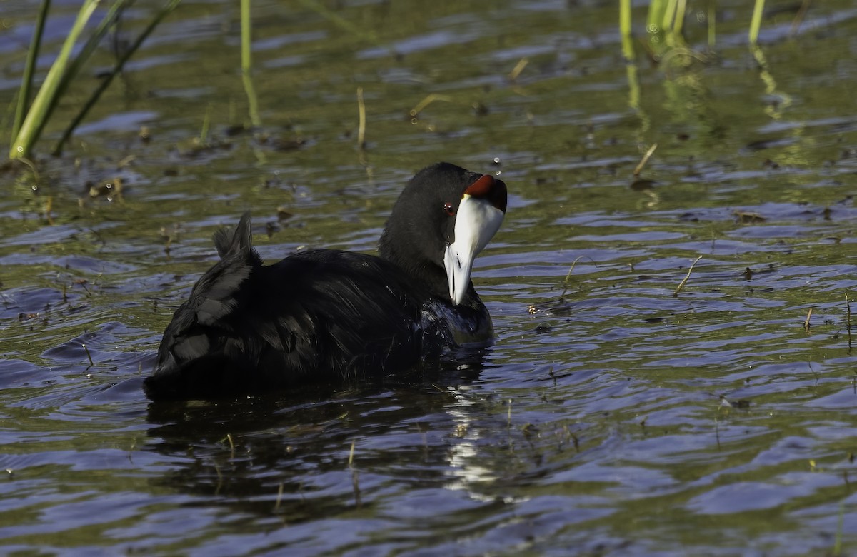 אגמית מצויצת - ML646552802