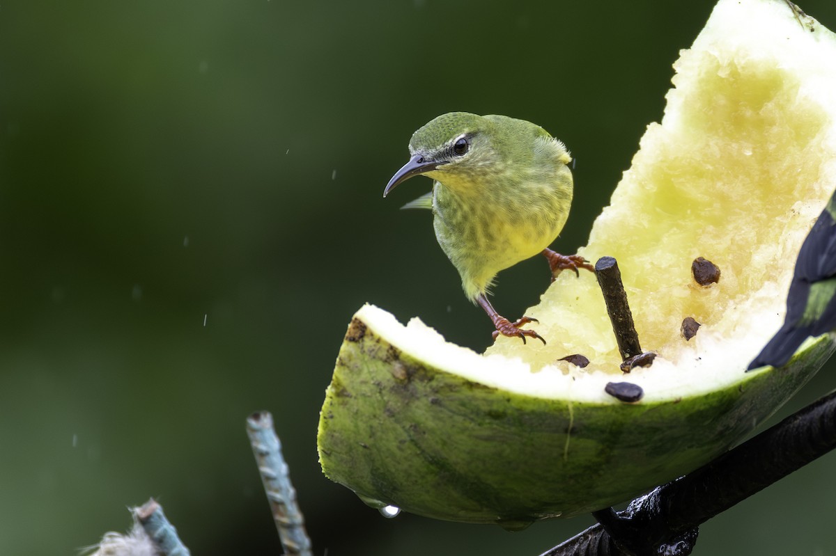 Red-legged Honeycreeper - ML646552803