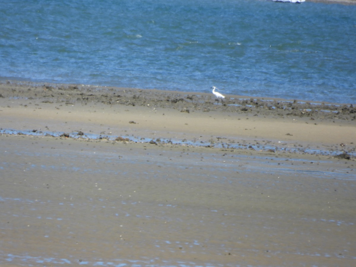 Little Egret - ML646552804