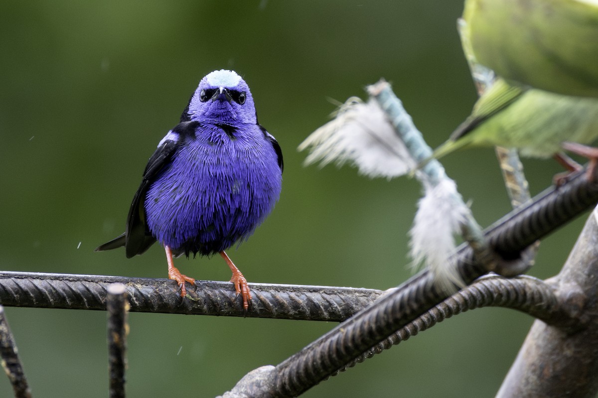 Red-legged Honeycreeper - ML646552805