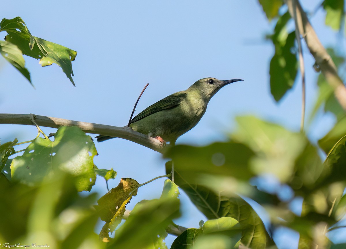 Red-legged Honeycreeper - ML646552806