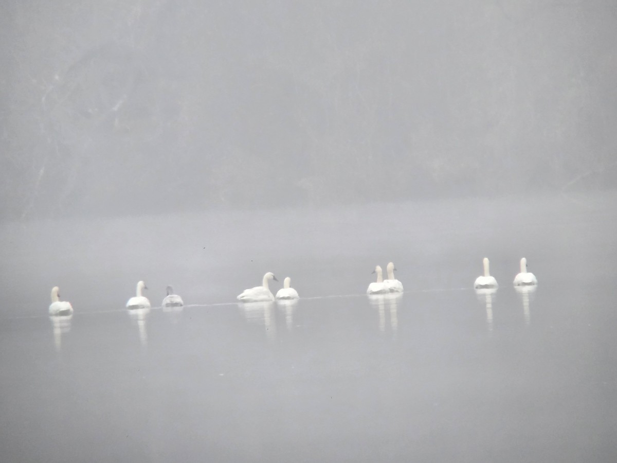 Tundra Swan - ML646552807