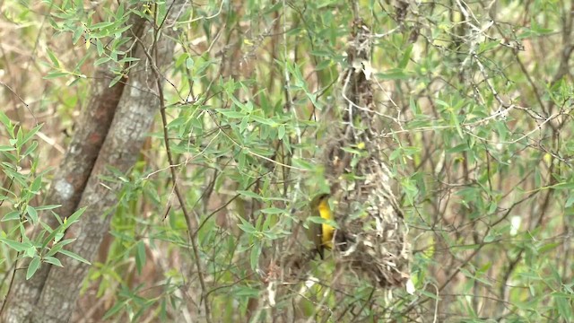 Sahul Sunbird - ML646552809