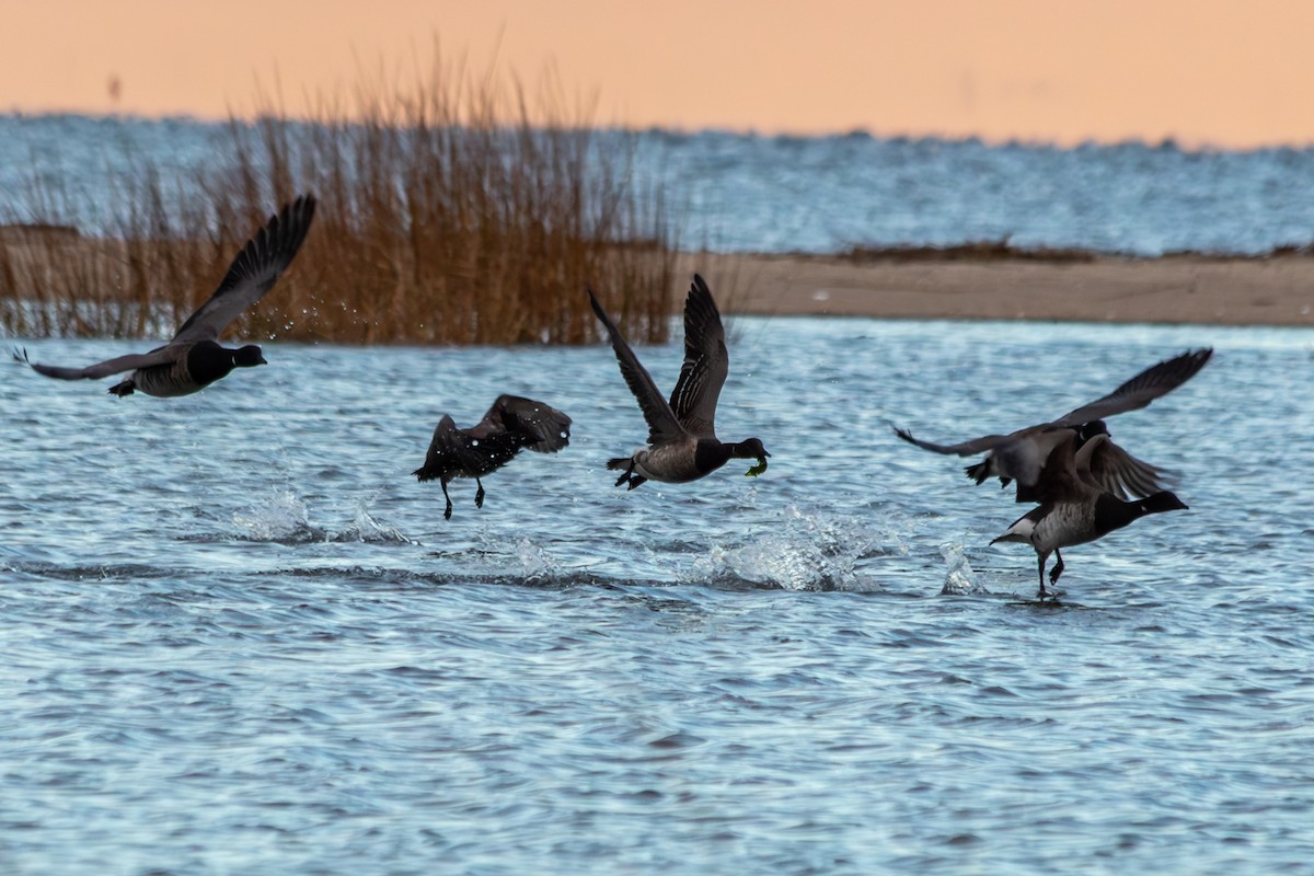 Brant (Pale-bellied) - ML646552810