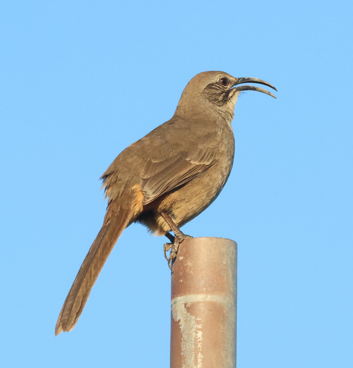 California Thrasher - ML646552811