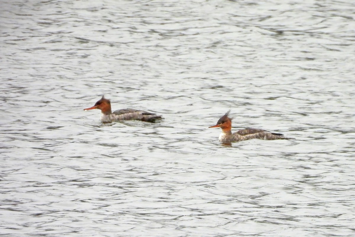 מרגון בינוני - ML646552812