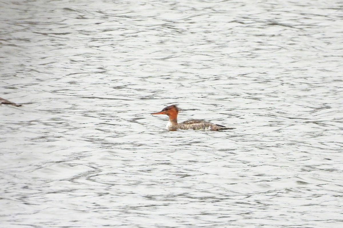 מרגון בינוני - ML646552813