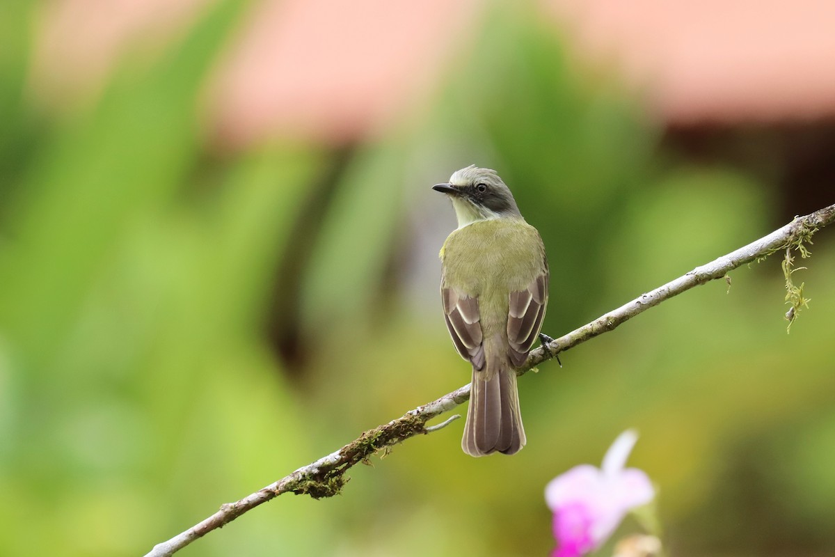 Gray-capped Flycatcher - ML646552814