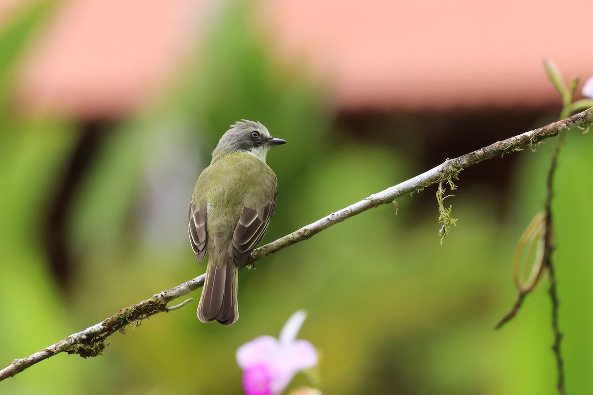 Gray-capped Flycatcher - ML646552815