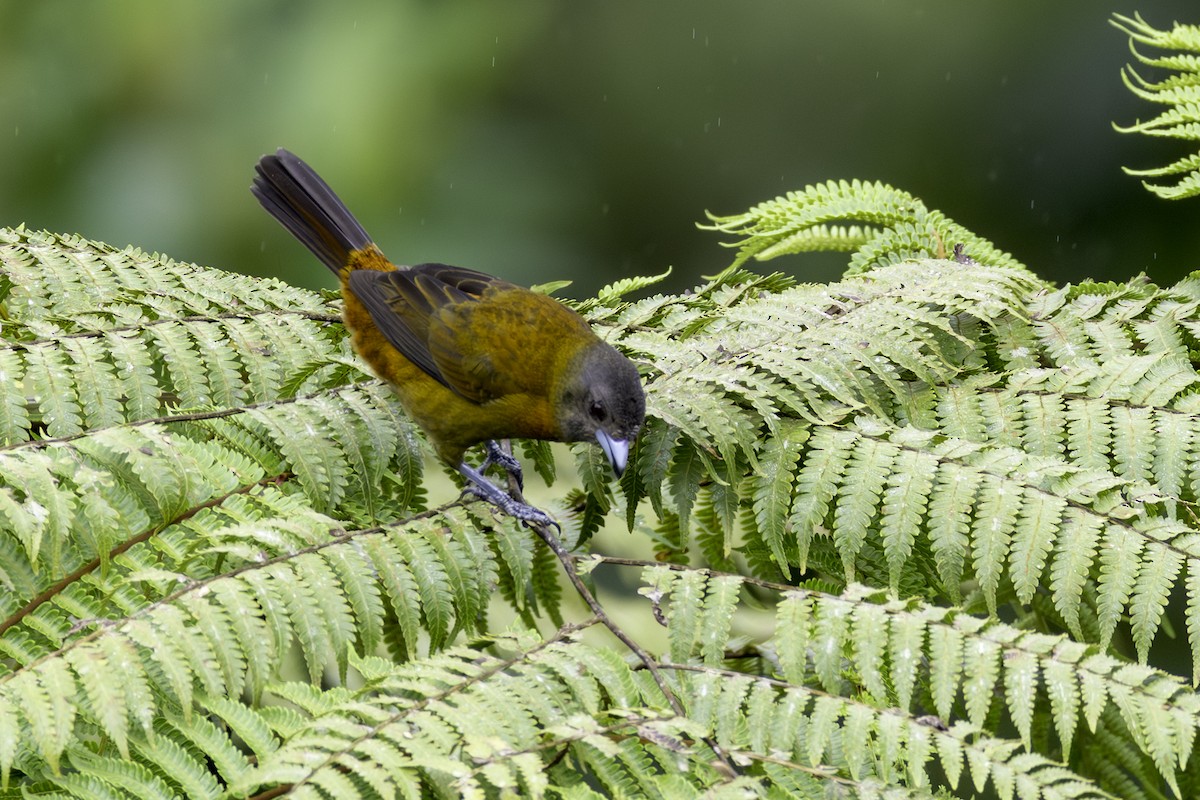 Scarlet-rumped Tanager - ML646552816