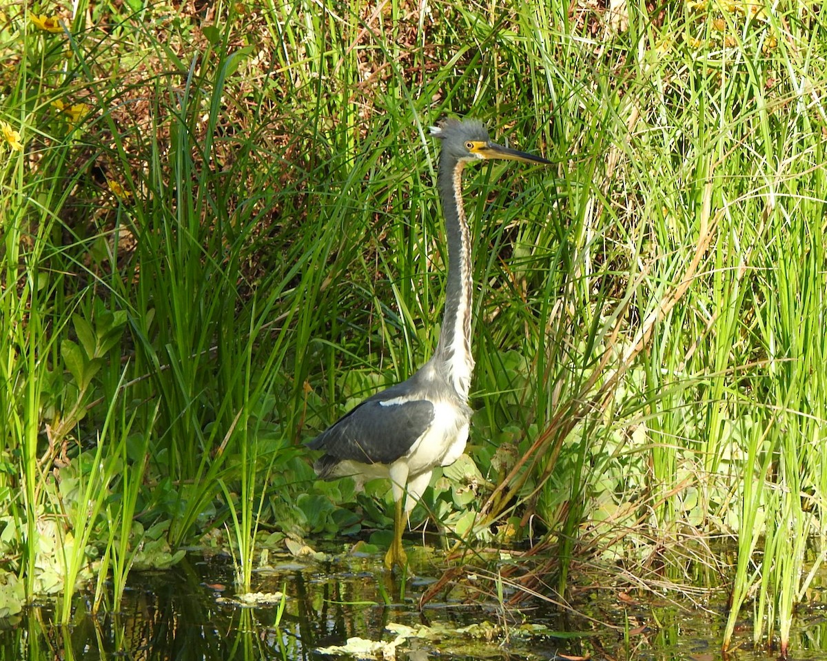 Tricolored Heron - ML646552817