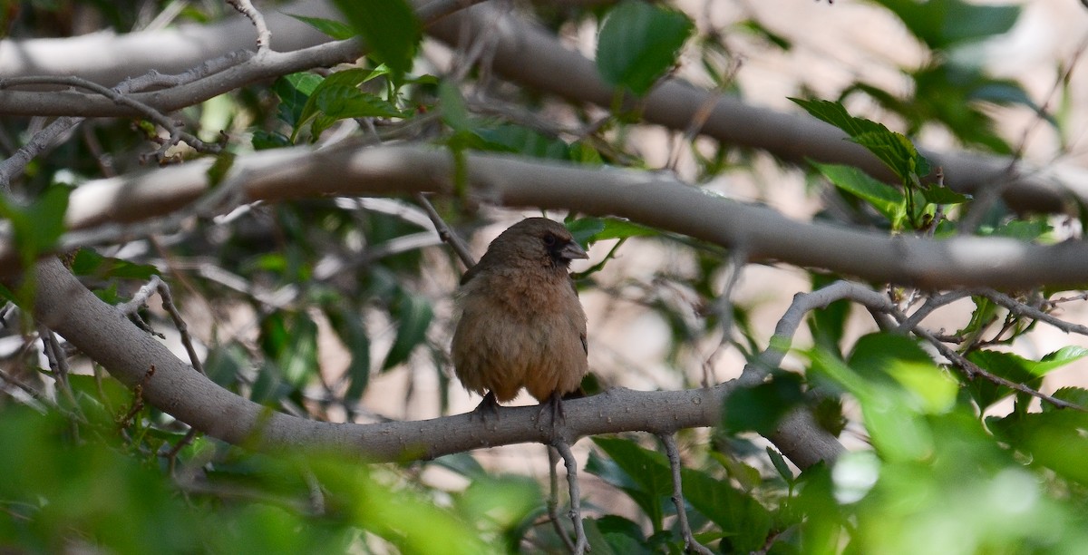 Abert's Towhee - ML646552819