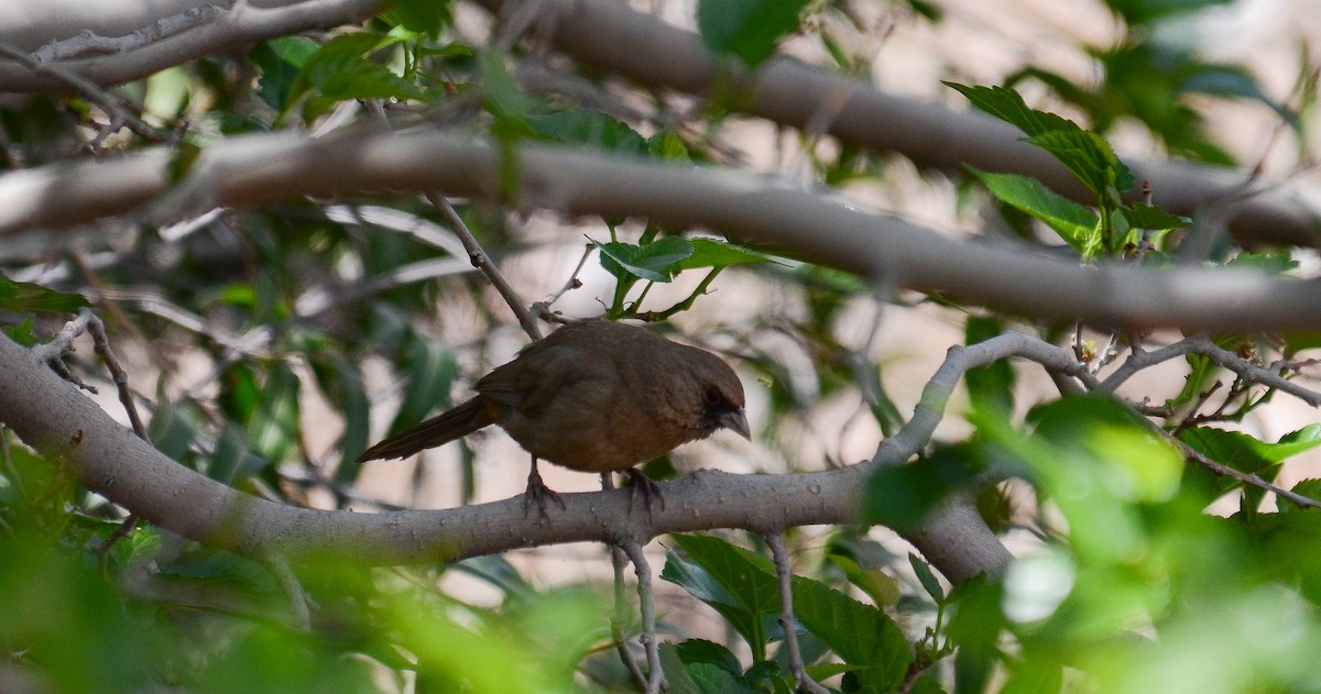 Abert's Towhee - ML646552820