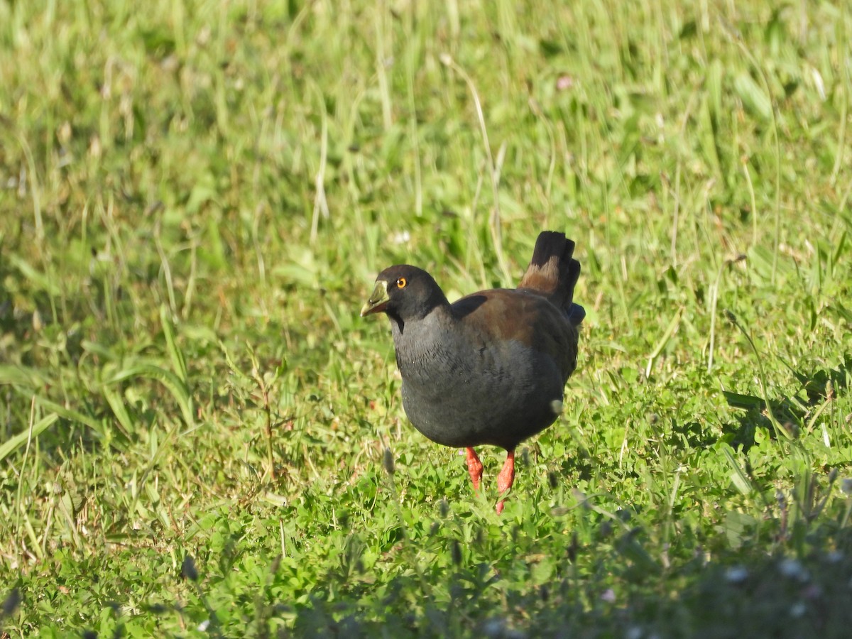 Black-tailed Nativehen - ML646552821