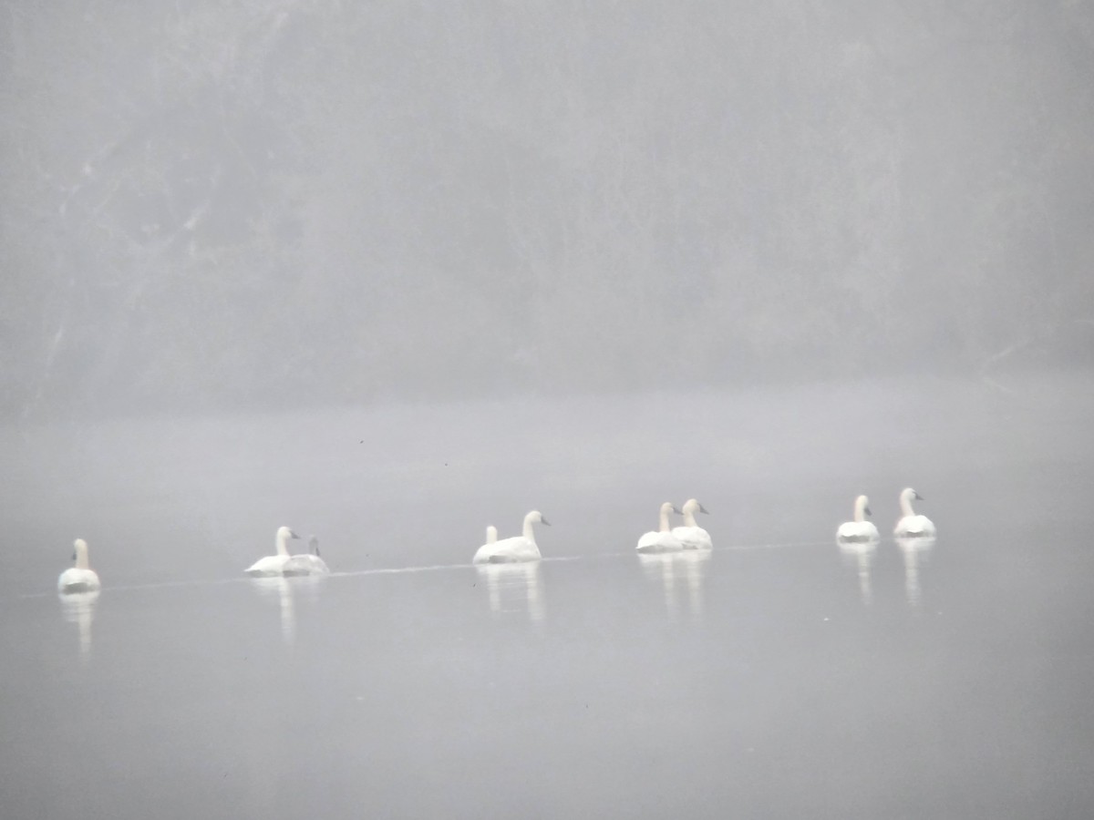 Tundra Swan - ML646552822