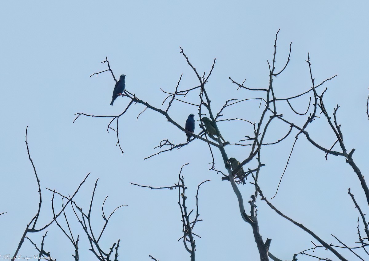 Red-legged Honeycreeper - ML646552823