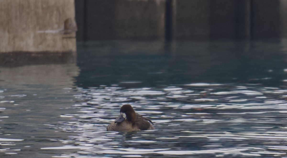 スズガモ - ML646552824