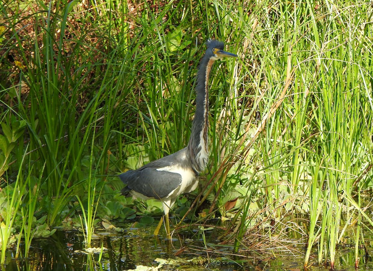 Tricolored Heron - ML646552825