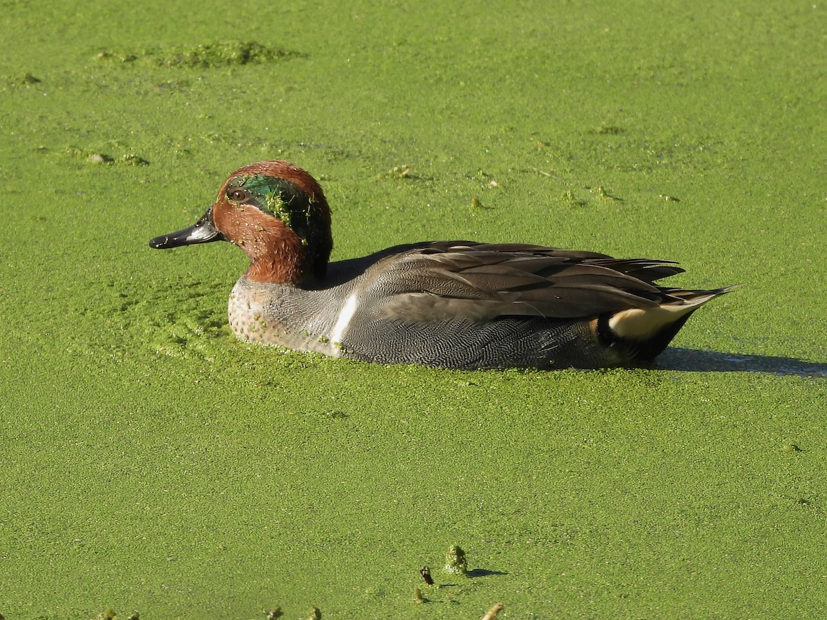 Green-winged Teal - ML646552826