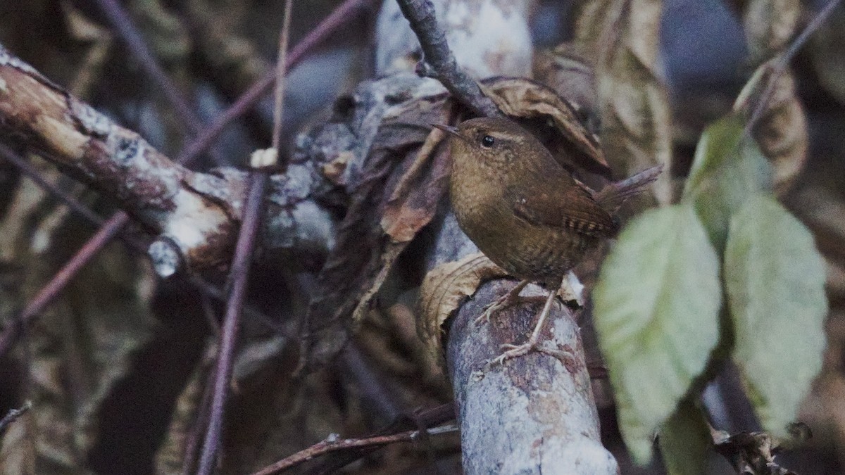 Pacific Wren - ML646552827
