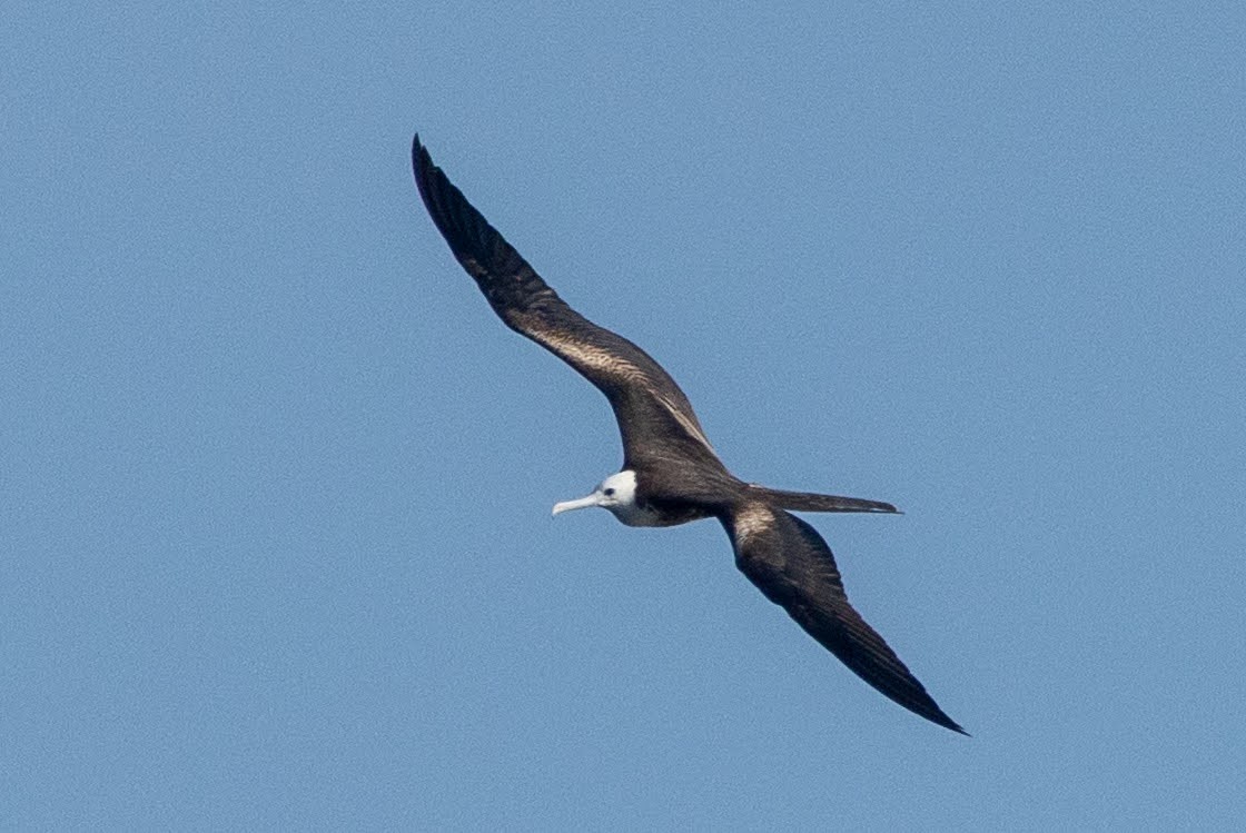 Magnificent Frigatebird - ML646552828