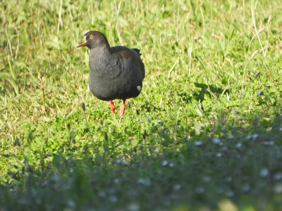 Black-tailed Nativehen - ML646552829