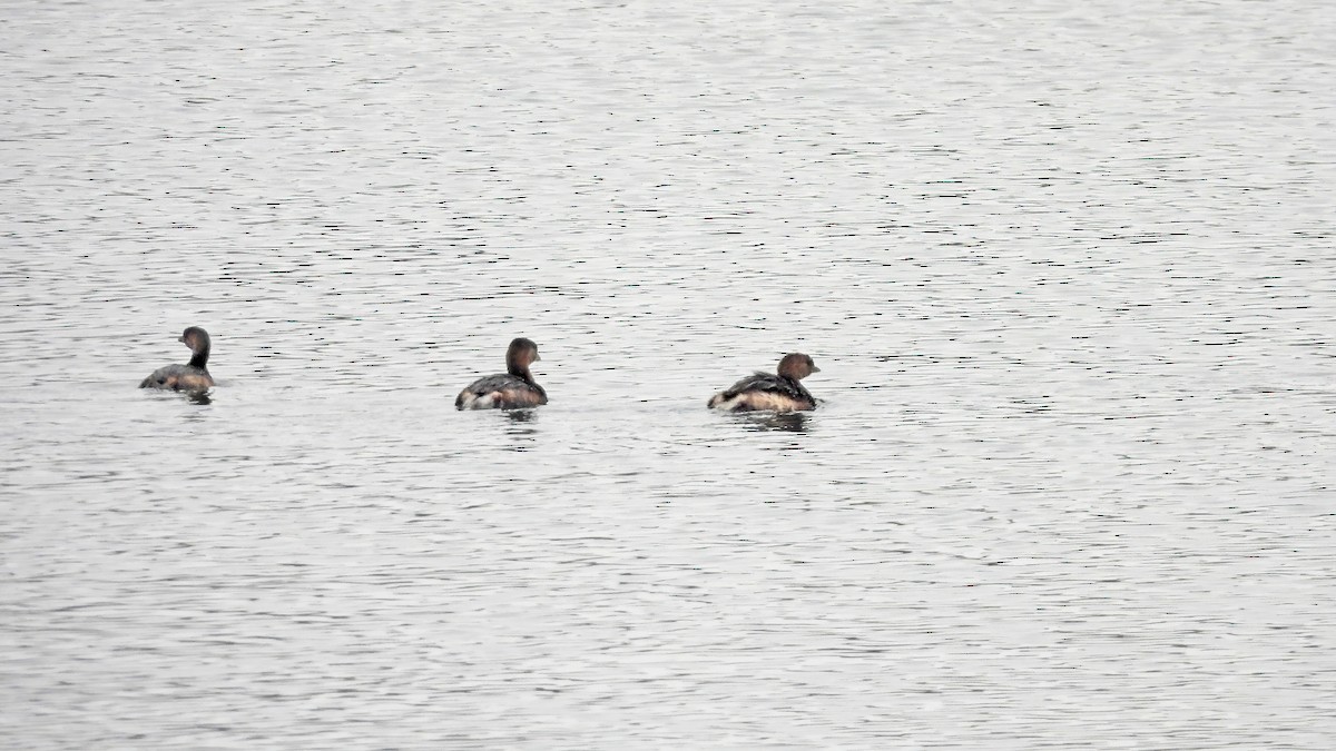 טבלן עקוד-מקור - ML646552832