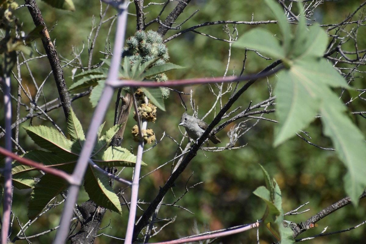 Oak Titmouse - ML646552833