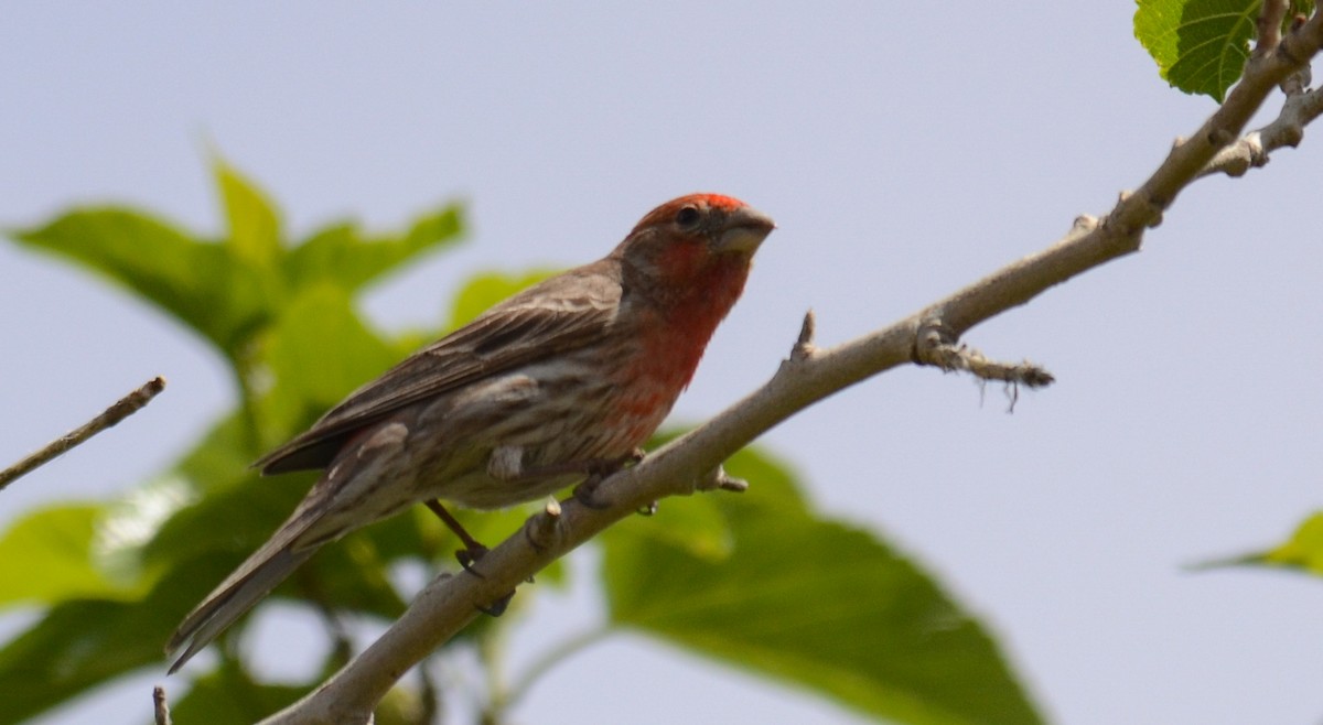 House Finch - ML646552834