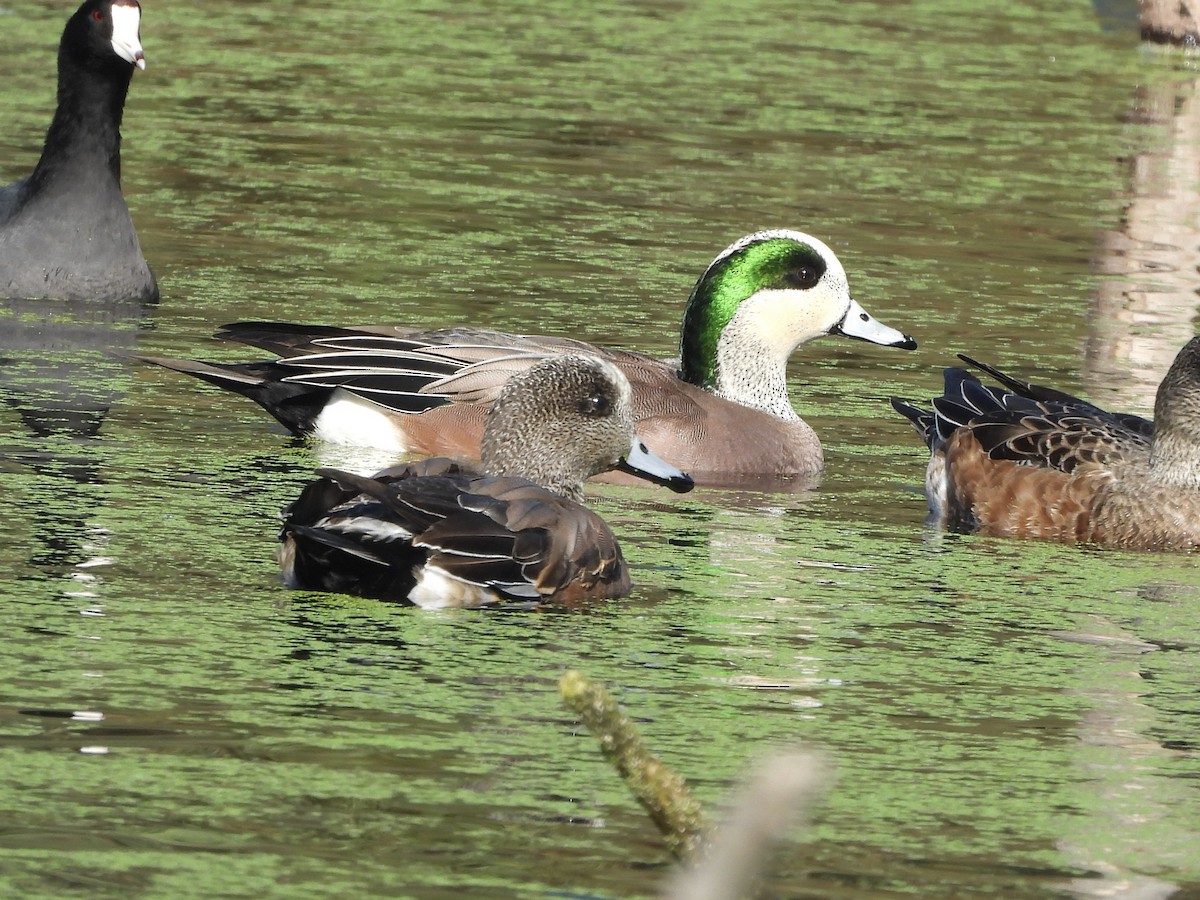 American Wigeon - ML646552835