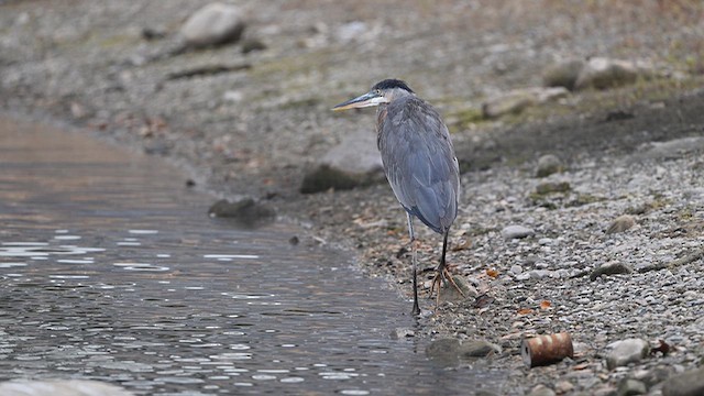 Great Blue Heron - ML646552836