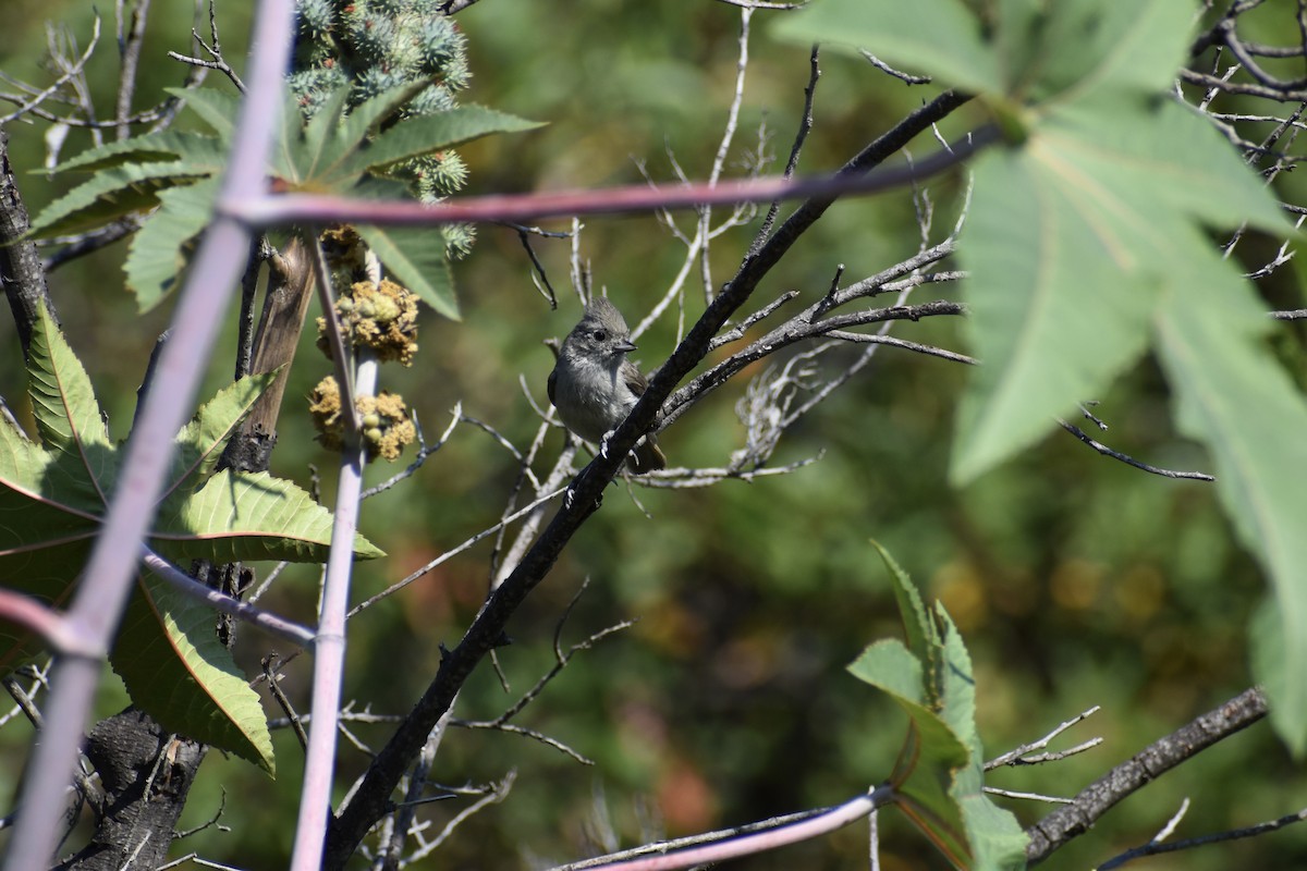 Oak Titmouse - ML646552837