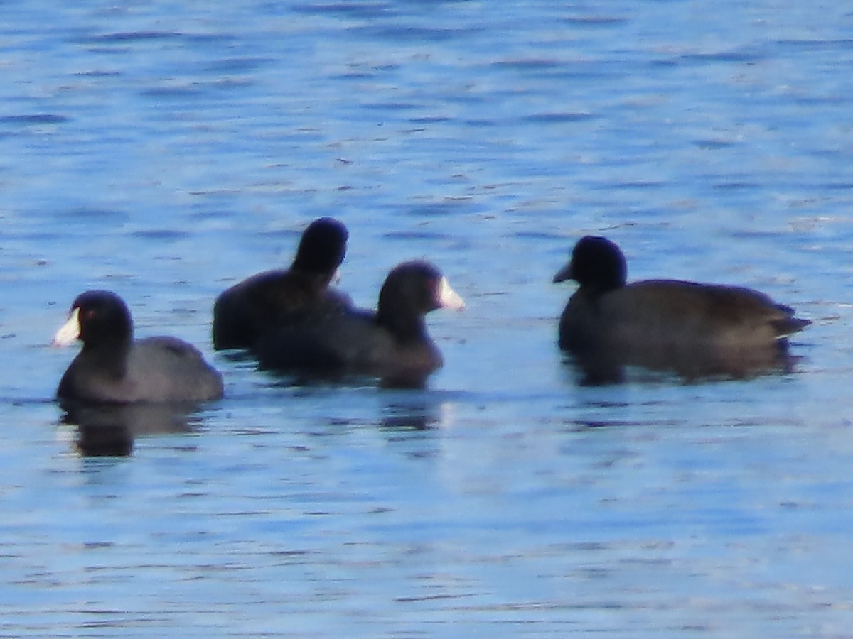 American Coot - ML646552838