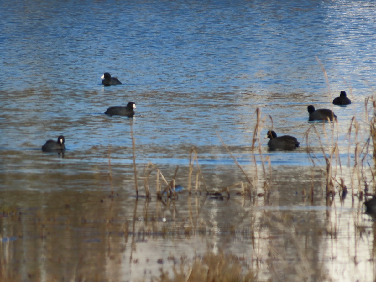 American Coot - ML646552840