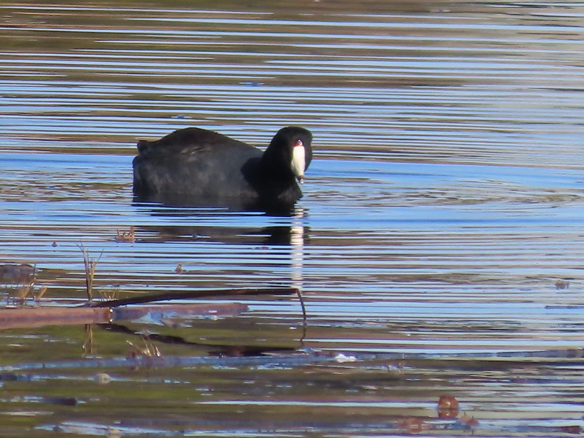 American Coot - ML646552841