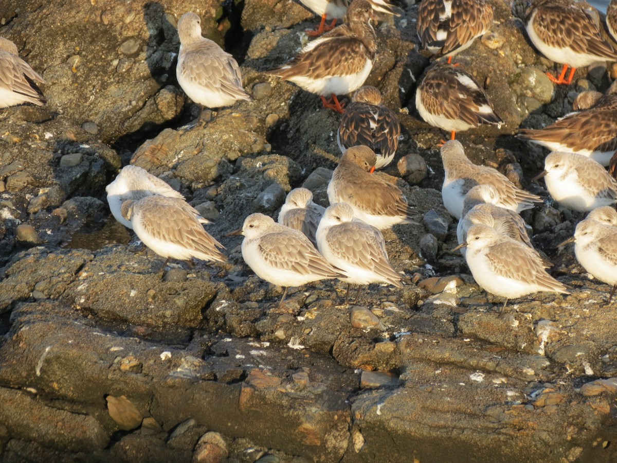 Песчанка - ML646552842