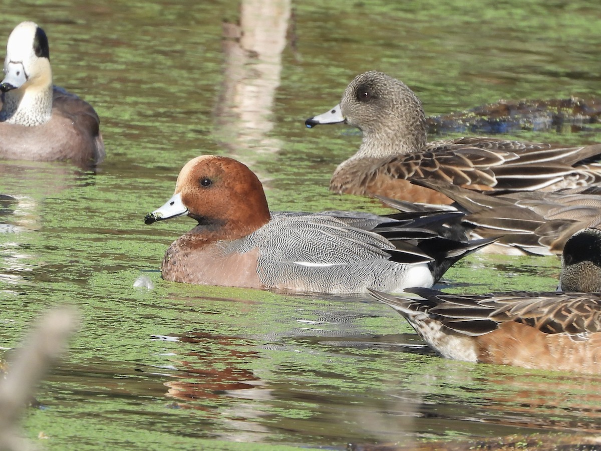 Eurasian Wigeon - ML646552844