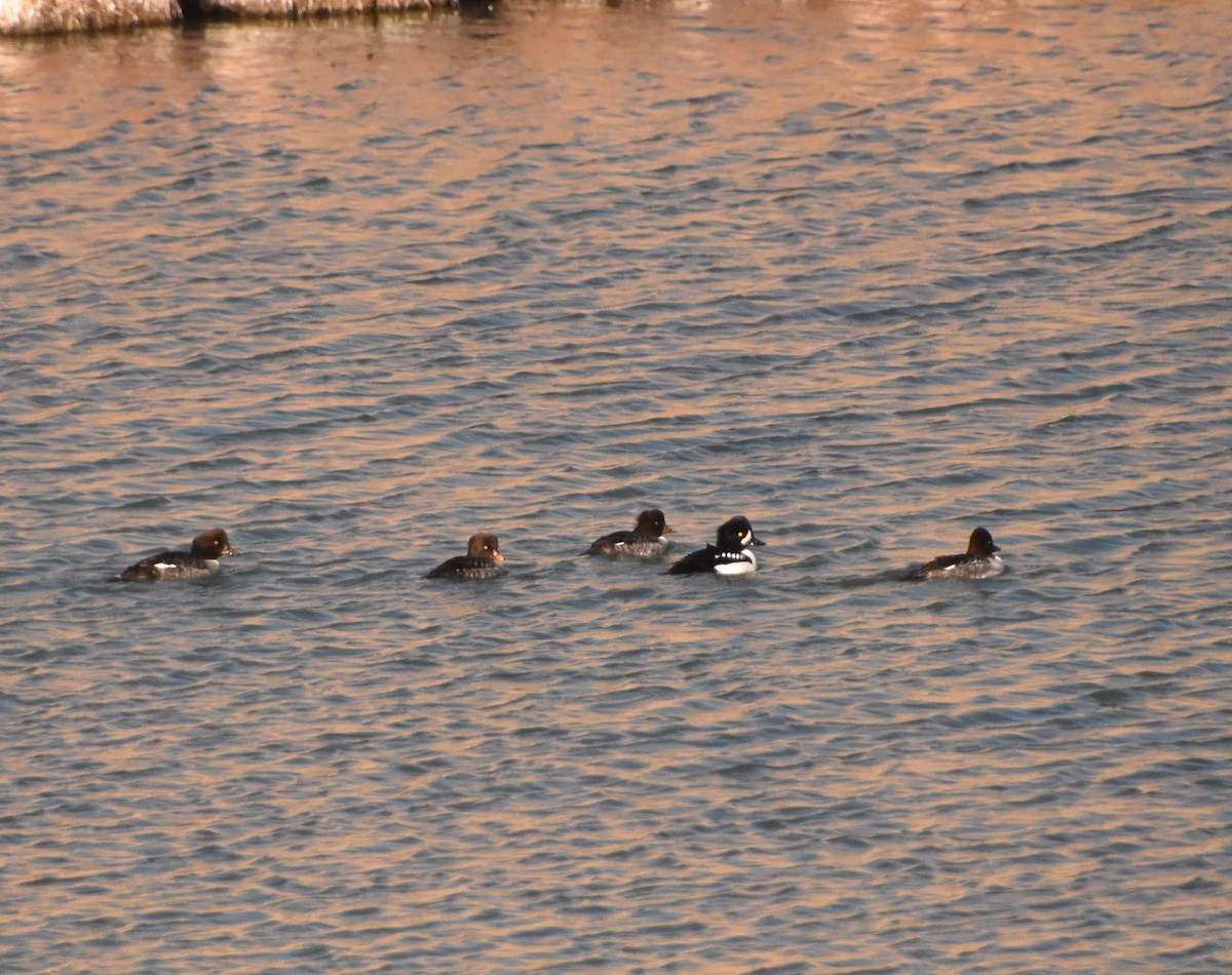 キタホオジロガモ - ML646552845