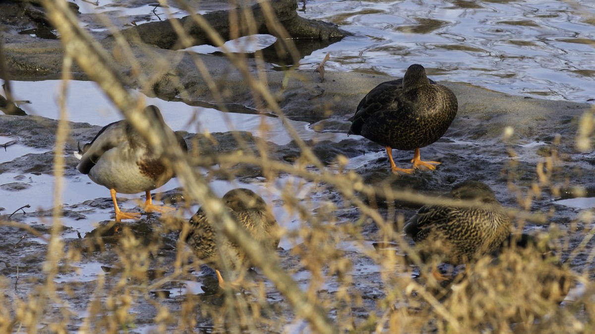 American Black Duck - ML646552846