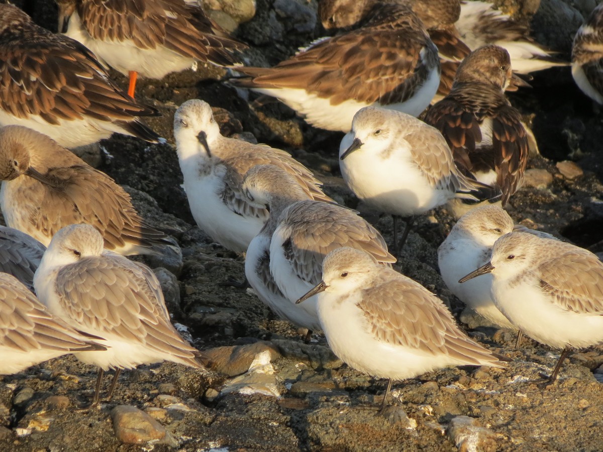 Песчанка - ML646552847