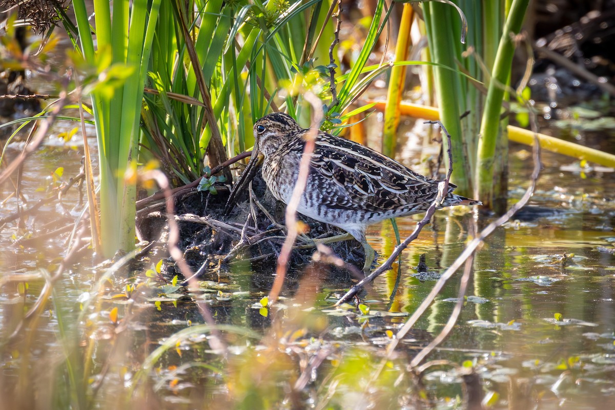 Bécassine de Wilson - ML646552850