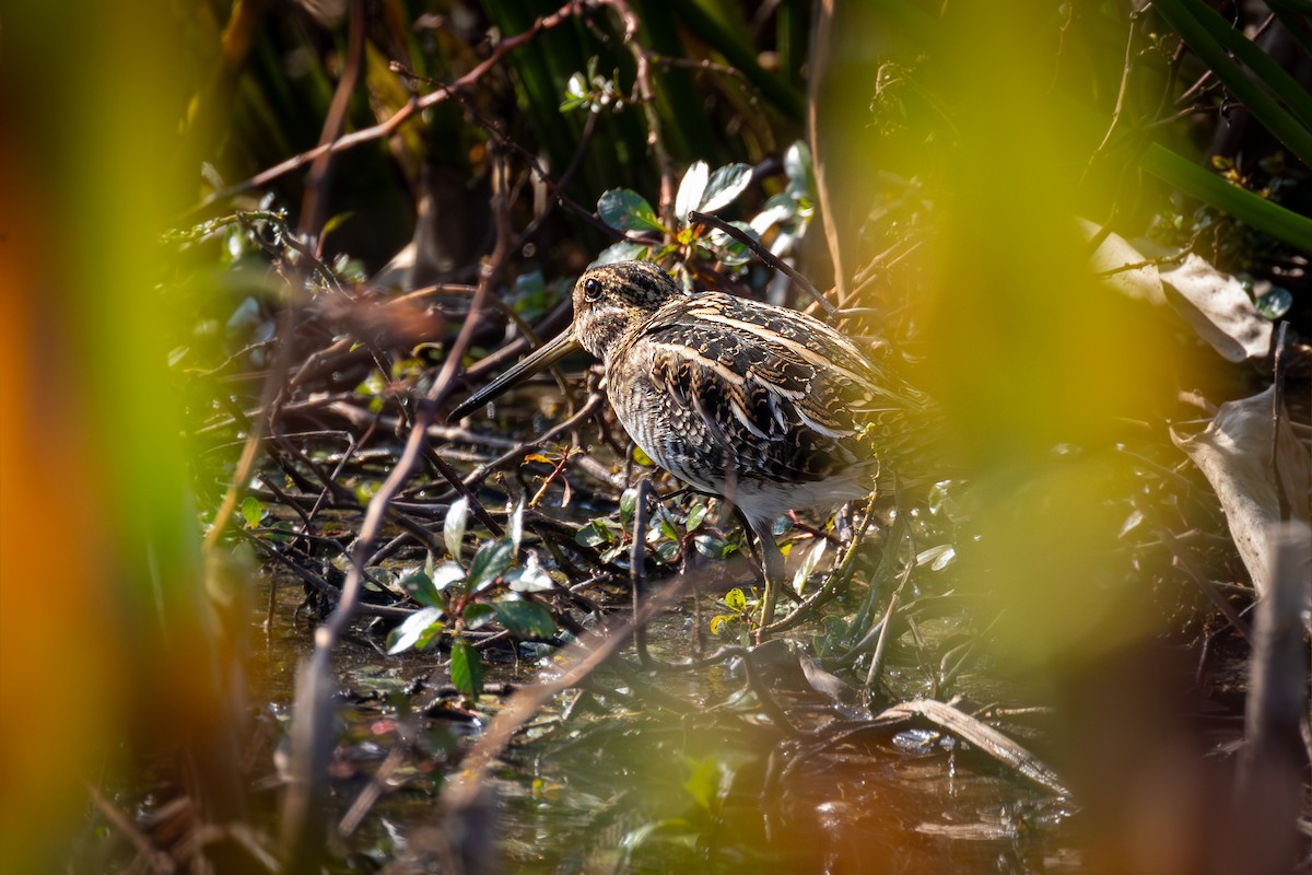 Bécassine de Wilson - ML646552851