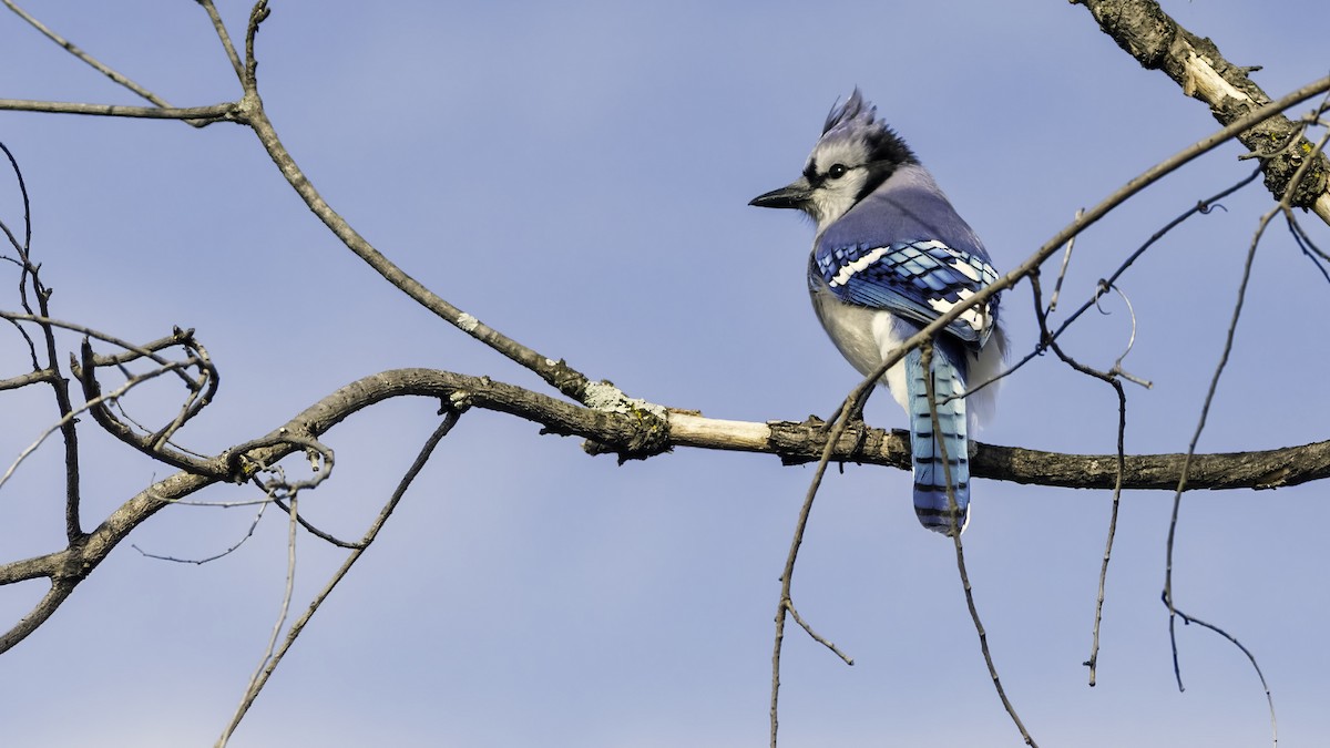 Blue Jay - ML646552853