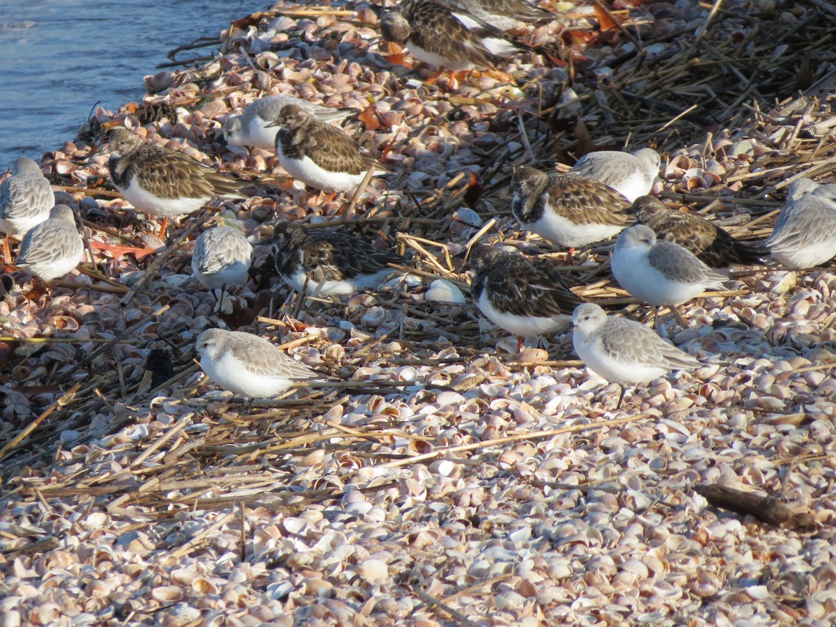 Песчанка - ML646552859