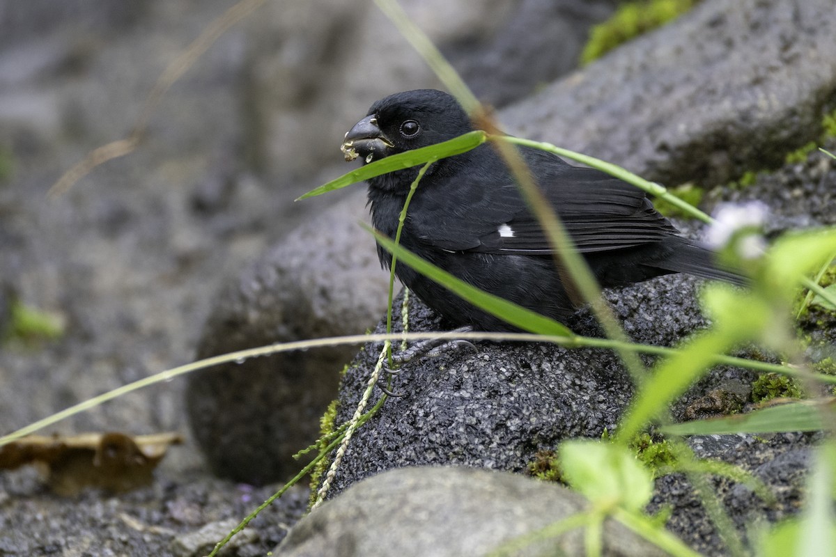 Variable Seedeater - ML646552860