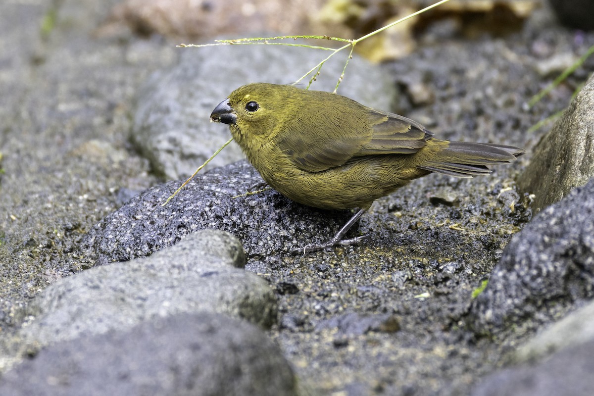 Variable Seedeater - ML646552861