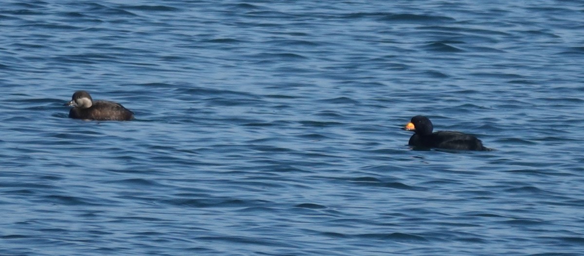 Pazifiktrauerente - ML646552862